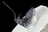 Trident Walliserops Trilobite - Flying Preparation #72750-3